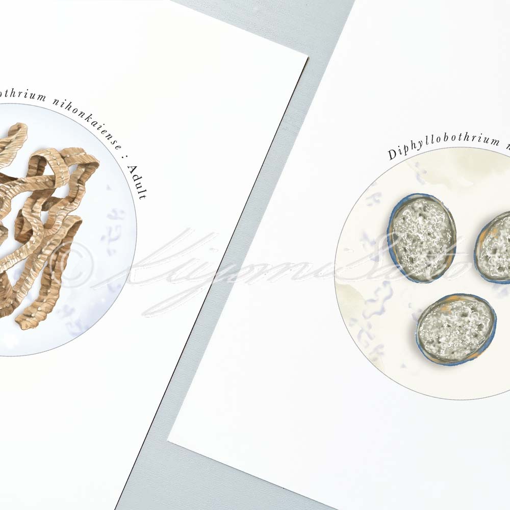 Diphyllobothrium nihonkaiense Parasite, eggs and Adult Illustration Poster