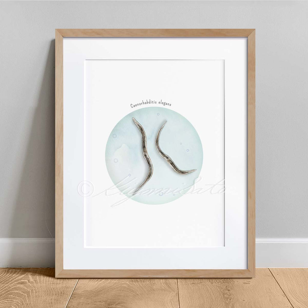 Caenorhabditis elegans watercolor art print