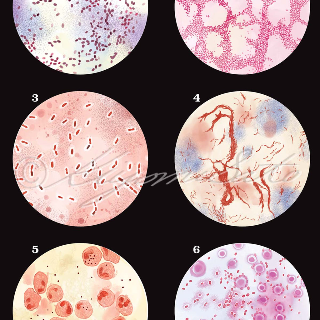 Respiratory Infection Causing Bacteria Collection Vintage Style Science Art Poster