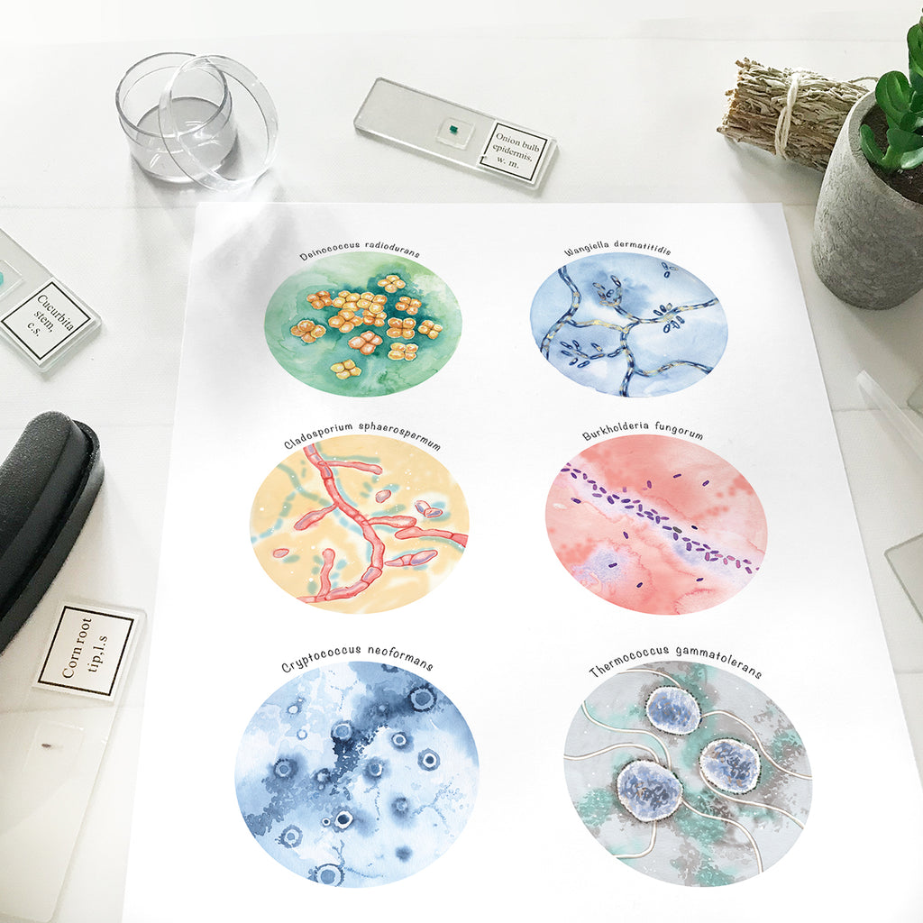 Radiotrophic Microorganisms Collection