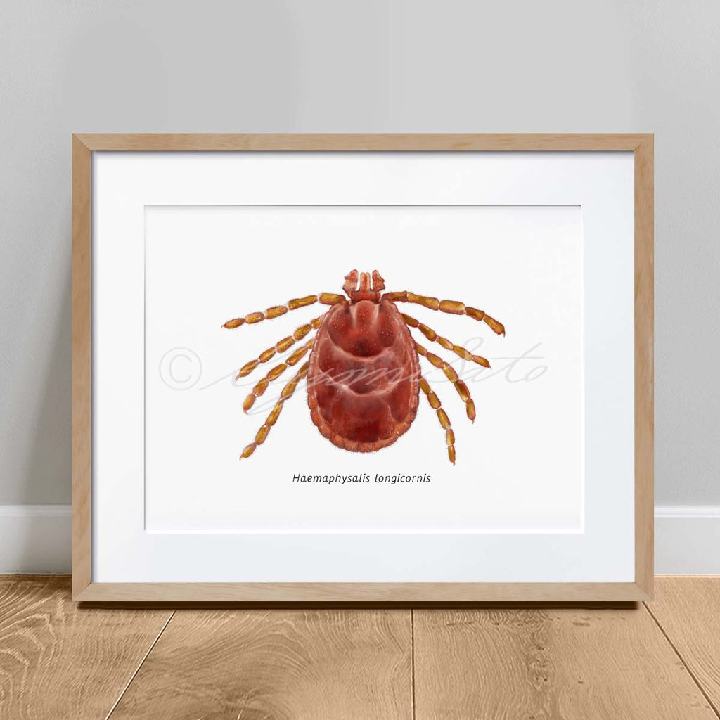 Asian longhorned tick, Haemaphysalis longicornis Art Poster