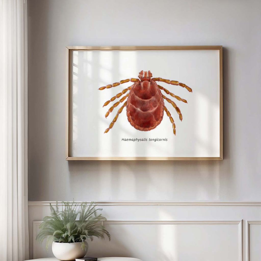 Asian longhorned tick, Haemaphysalis longicornis Art Poster