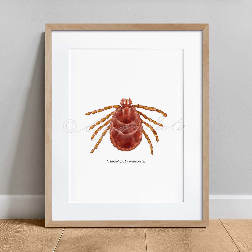 Asian longhorned tick, Haemaphysalis longicornis Art Poster