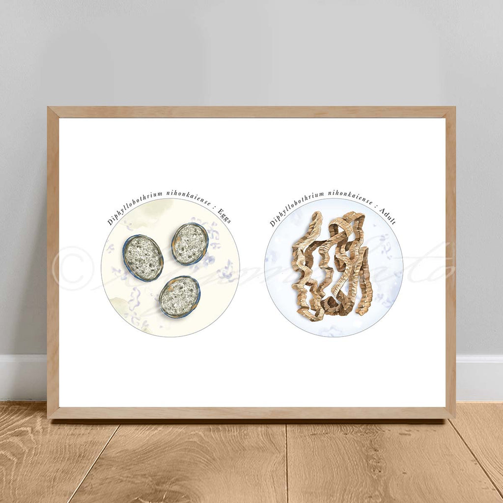 Diphyllobothrium nihonkaiense Parasite, eggs and Adult Illustration Poster