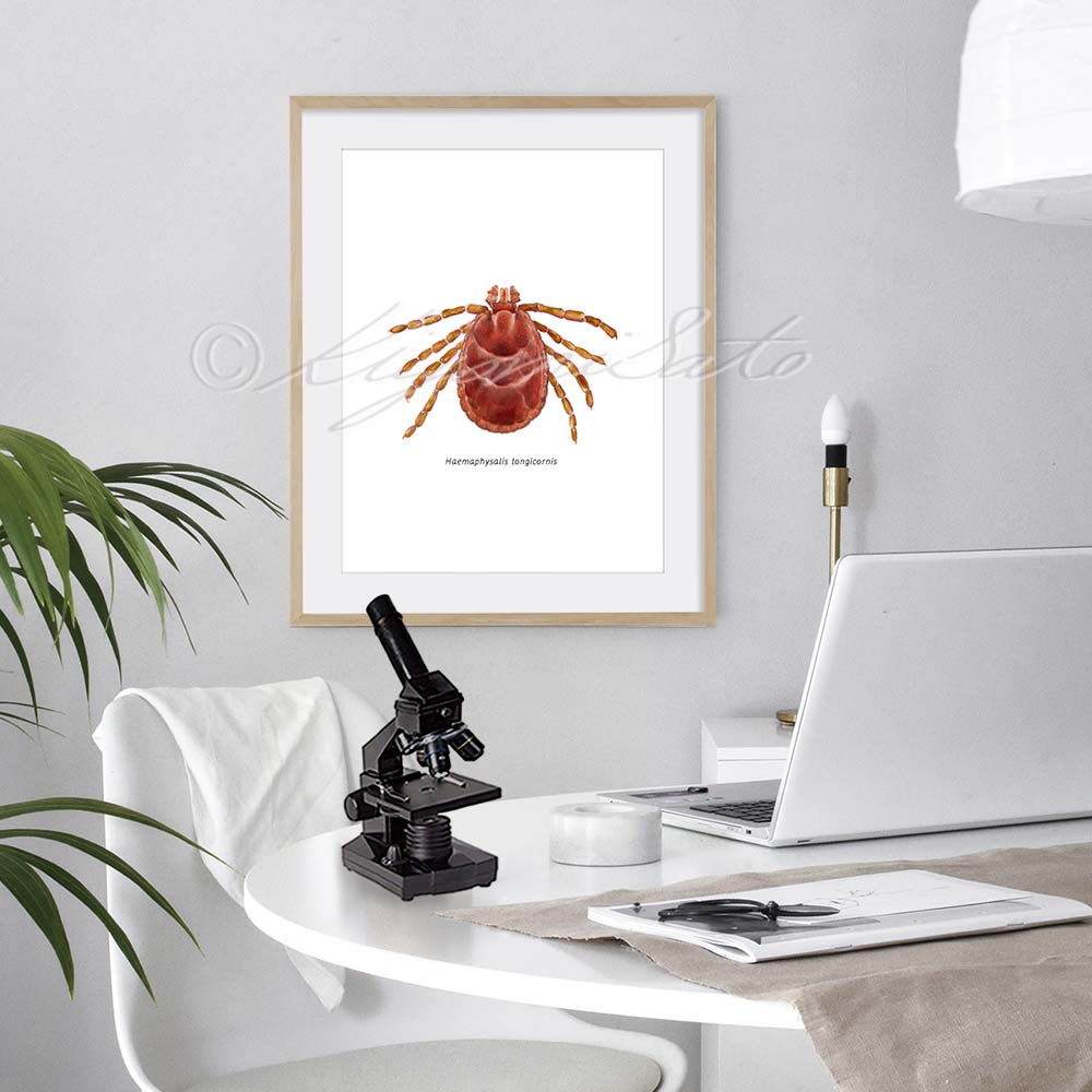 Asian longhorned tick, Haemaphysalis longicornis Art Poster