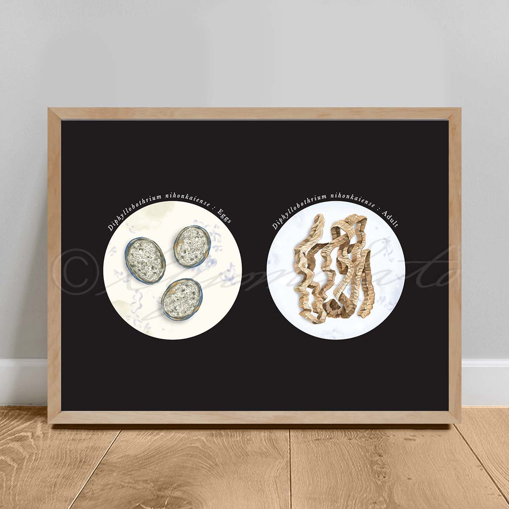 Diphyllobothrium nihonkaiense Parasite, eggs and Adult Illustration Poster