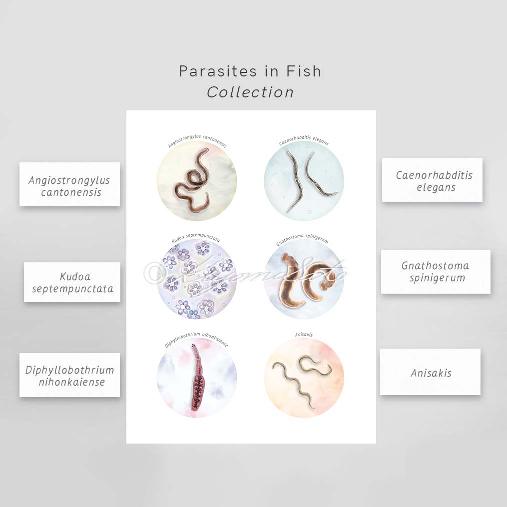 Collection of Fish borne parasites Art Poster