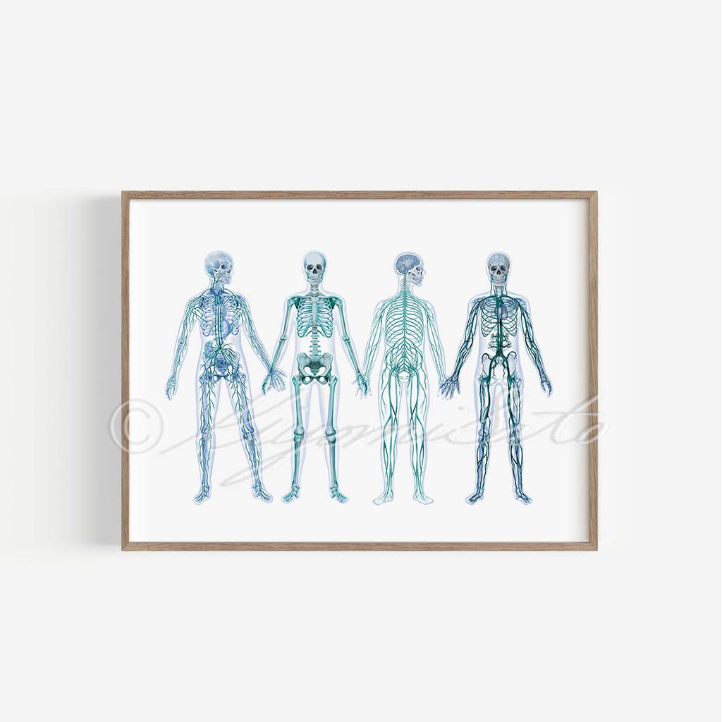 Human Anatomy Body System Poster Abstract Art